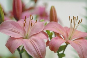 hybrid pink lilies