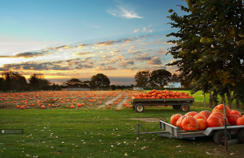 pumpkin patch field hayride