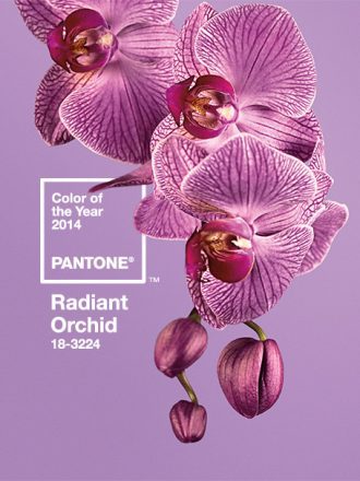 Pantone color of the year Radiant Orchid