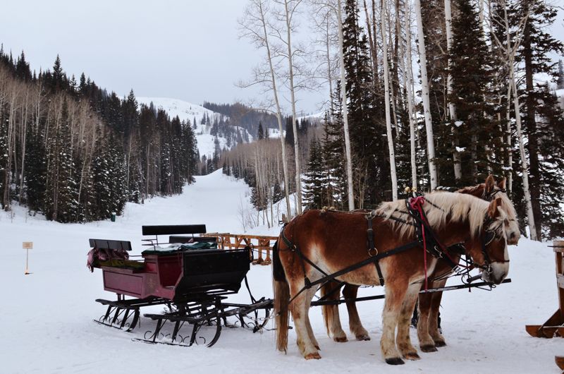 marriage proposal sled park city the yes girls