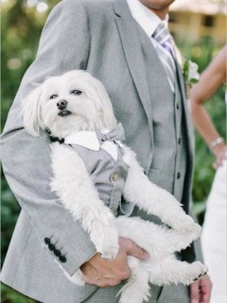 pets in your wedding day