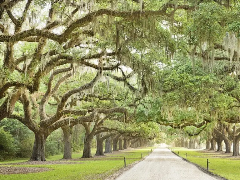 The Best Places To Propose In South Carolina