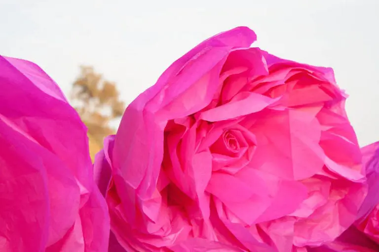 Giant Tissue-Paper Flower Tutorial