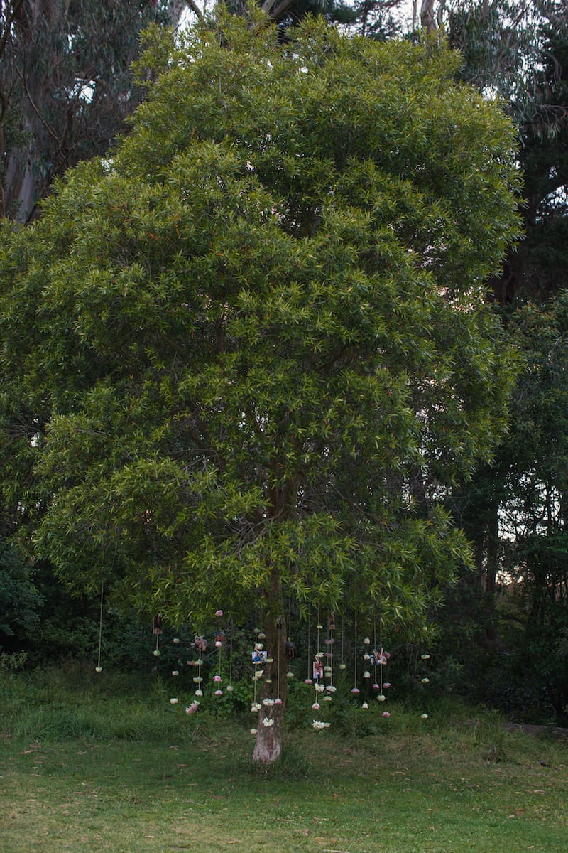 San Francisco GG Park Marriage Proposal