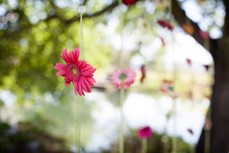 pink daisy hanging in tree