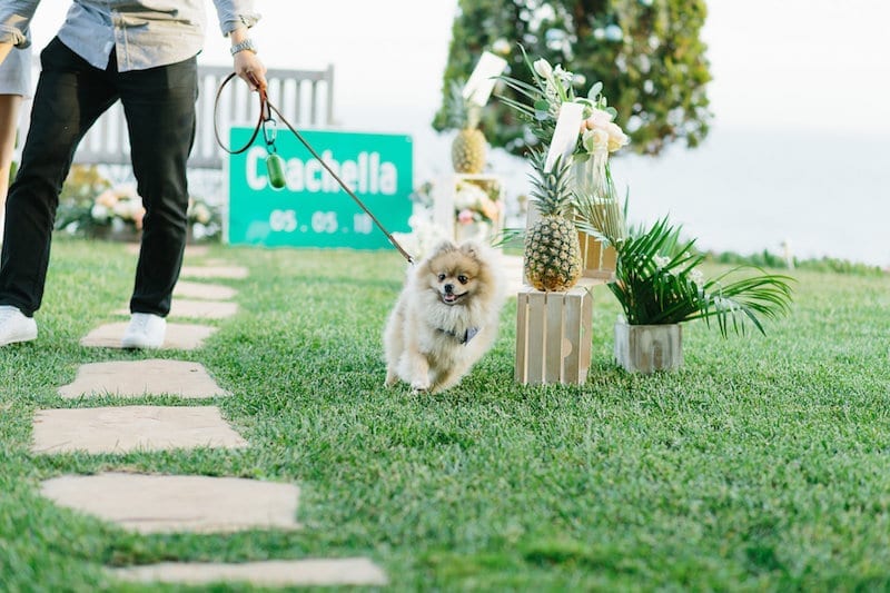 cute dog at wedding proposal