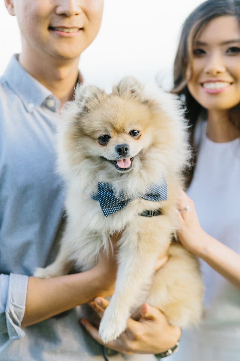 cute dog at wedding proposal