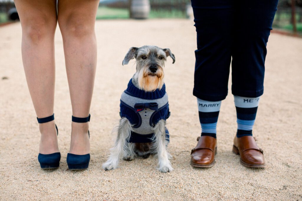 dog marriage proposal 