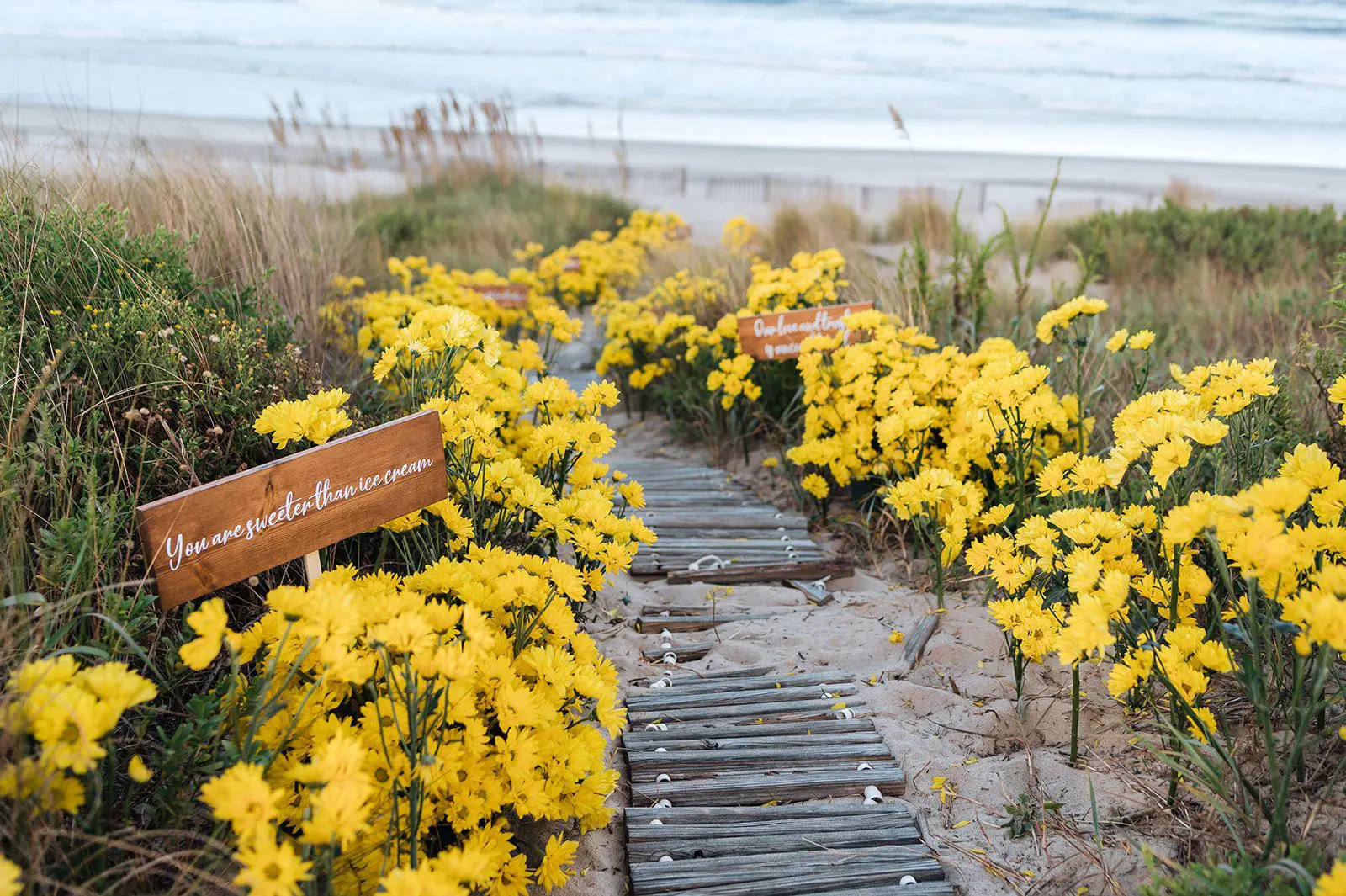 yellow daisy walkway