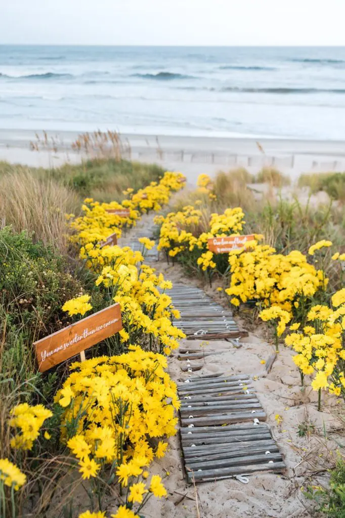 100 yellow daisy walkway