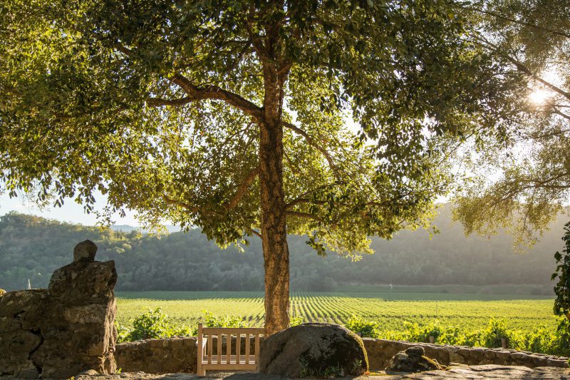 romantic proposal location in napa with vineyard views stags leap