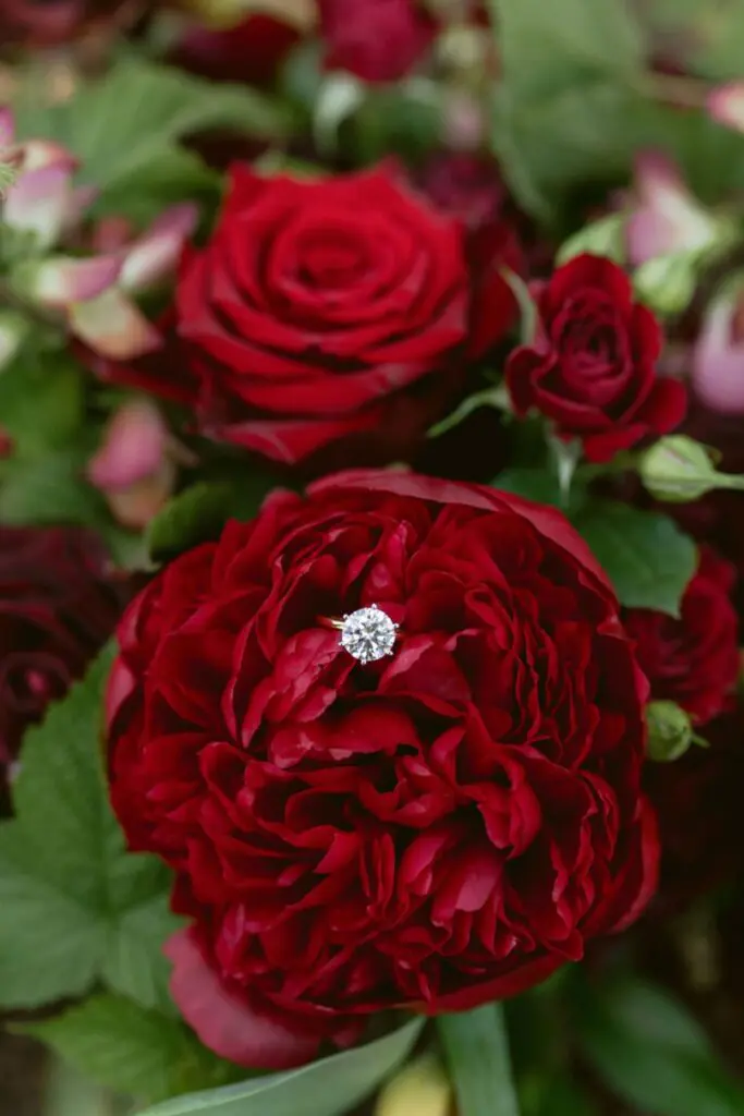 vineyard proposal winery proposal red proposal red flower proposal engagement ring