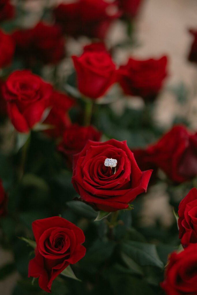 Red Rose Maui Engagement