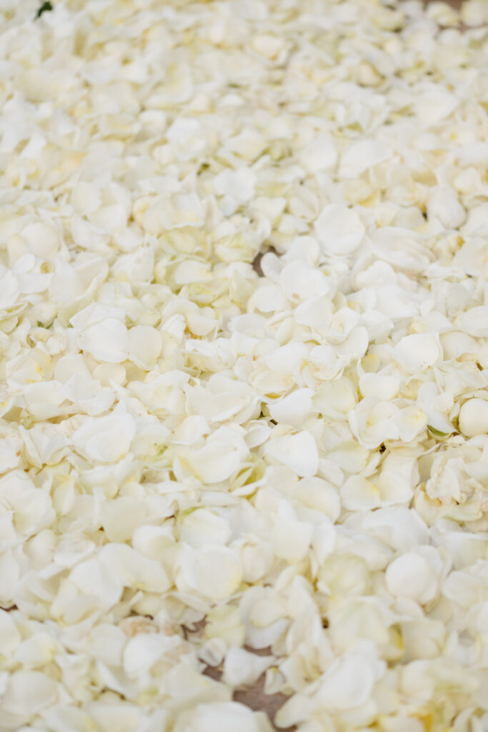 Close-up of a bed of white rose petals